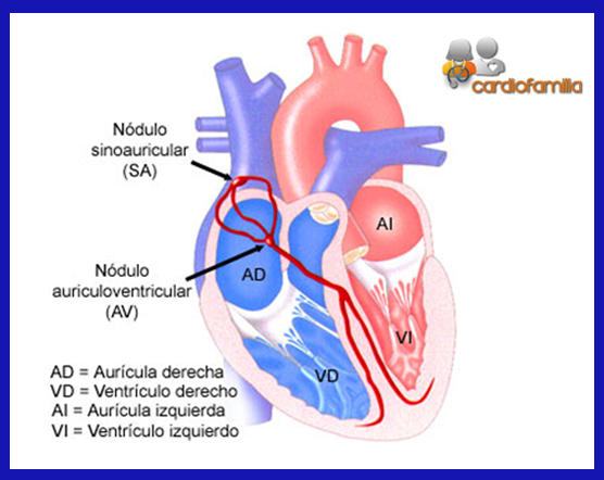 grafico-corazon-seccion-bradiarritmias-cardiofamilia.org