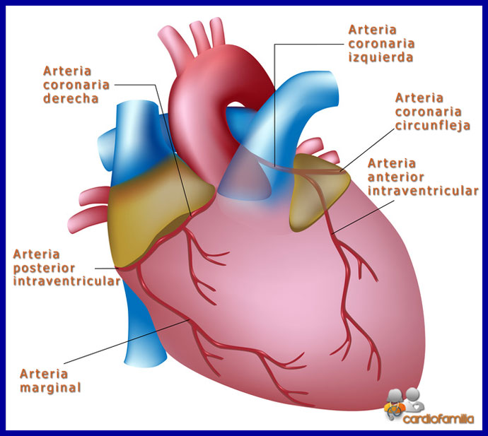 figura anatomia corazonx580 www.cardiofamilia.org